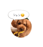 トイプードル ロック 2（個別スタンプ：13）