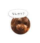 トイプードル ロック 2（個別スタンプ：16）