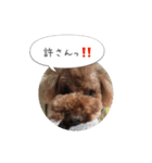 トイプードル ロック 2（個別スタンプ：17）