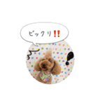トイプードル ロック 2（個別スタンプ：18）