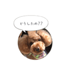 トイプードル ロック 2（個別スタンプ：23）