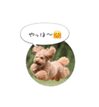 トイプードル ロック 2（個別スタンプ：26）