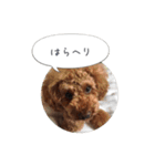 トイプードル ロック 2（個別スタンプ：29）