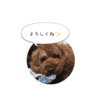 トイプードル ロック 2（個別スタンプ：30）