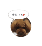 トイプードル ロック 2（個別スタンプ：33）