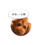 トイプードル ロック 2（個別スタンプ：34）