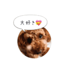 トイプードル ロック 2（個別スタンプ：38）