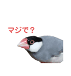 MAKOTOさん家の文鳥達3（個別スタンプ：1）