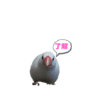 MAKOTOさん家の文鳥達3（個別スタンプ：2）