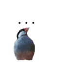 MAKOTOさん家の文鳥達3（個別スタンプ：4）