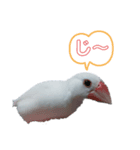 MAKOTOさん家の文鳥達3（個別スタンプ：5）