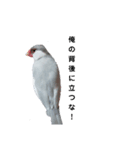 MAKOTOさん家の文鳥達3（個別スタンプ：6）
