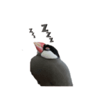 MAKOTOさん家の文鳥達3（個別スタンプ：7）