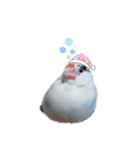 MAKOTOさん家の文鳥達3（個別スタンプ：8）