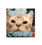 アメショの写真スタンプ（個別スタンプ：9）