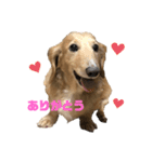 うちのハッピー3（個別スタンプ：5）
