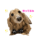 うちのハッピー3（個別スタンプ：11）