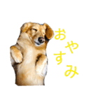 ミニチュアダックスモカの生活（個別スタンプ：2）