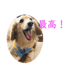 ミニチュアダックスモカの生活（個別スタンプ：6）