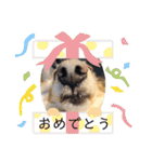 ミニチュアダックスモカの生活（個別スタンプ：38）