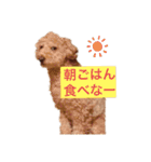 息がくさいイヌ(実写版)（個別スタンプ：1）