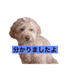 息がくさいイヌ(実写版)（個別スタンプ：3）