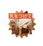 息がくさいイヌ(実写版)（個別スタンプ：4）