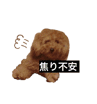 息がくさいイヌ(実写版)（個別スタンプ：5）