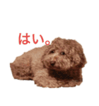 息がくさいイヌ(実写版)（個別スタンプ：8）