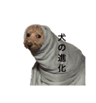 息がくさいイヌ(実写版)（個別スタンプ：13）