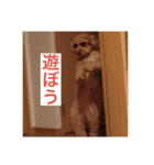 息がくさいイヌ(実写版)（個別スタンプ：20）
