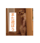 息がくさいイヌ(実写版)（個別スタンプ：21）