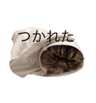 チェリー軍団（個別スタンプ：14）