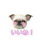 Brussels Griffonと仲間たち（個別スタンプ：1）