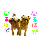 Brussels Griffonと仲間たち（個別スタンプ：2）