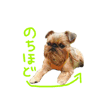 Brussels Griffonと仲間たち（個別スタンプ：4）