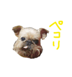 Brussels Griffonと仲間たち（個別スタンプ：5）