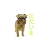 Brussels Griffonと仲間たち（個別スタンプ：9）