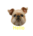 Brussels Griffonと仲間たち（個別スタンプ：11）