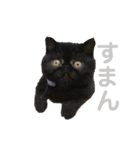 Brussels Griffonと仲間たち（個別スタンプ：14）