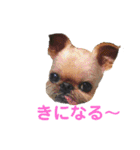 Brussels Griffonと仲間たち（個別スタンプ：21）