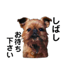 Brussels Griffonと仲間たち（個別スタンプ：24）