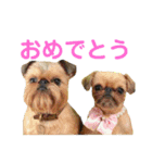 Brussels Griffonと仲間たち（個別スタンプ：25）