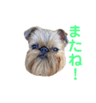 Brussels Griffonと仲間たち（個別スタンプ：26）