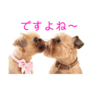 Brussels Griffonと仲間たち（個別スタンプ：28）