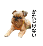 Brussels Griffonと仲間たち（個別スタンプ：29）