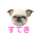 Brussels Griffonと仲間たち（個別スタンプ：30）