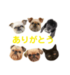 Brussels Griffonと仲間たち（個別スタンプ：32）