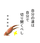【カスタム】カニ食べ放題（実写）（個別スタンプ：18）