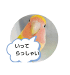 kawafamily16（個別スタンプ：11）